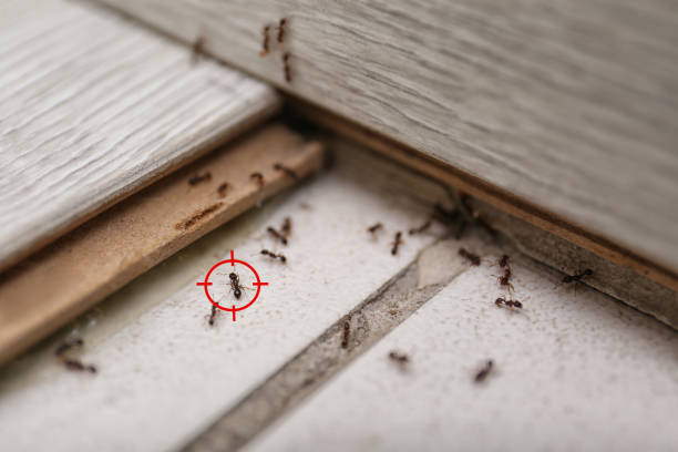 Best Cockroach Control Services  in Westover, AL