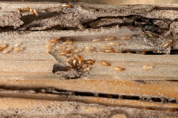 Best Mosquito Control Services  in Westover, AL